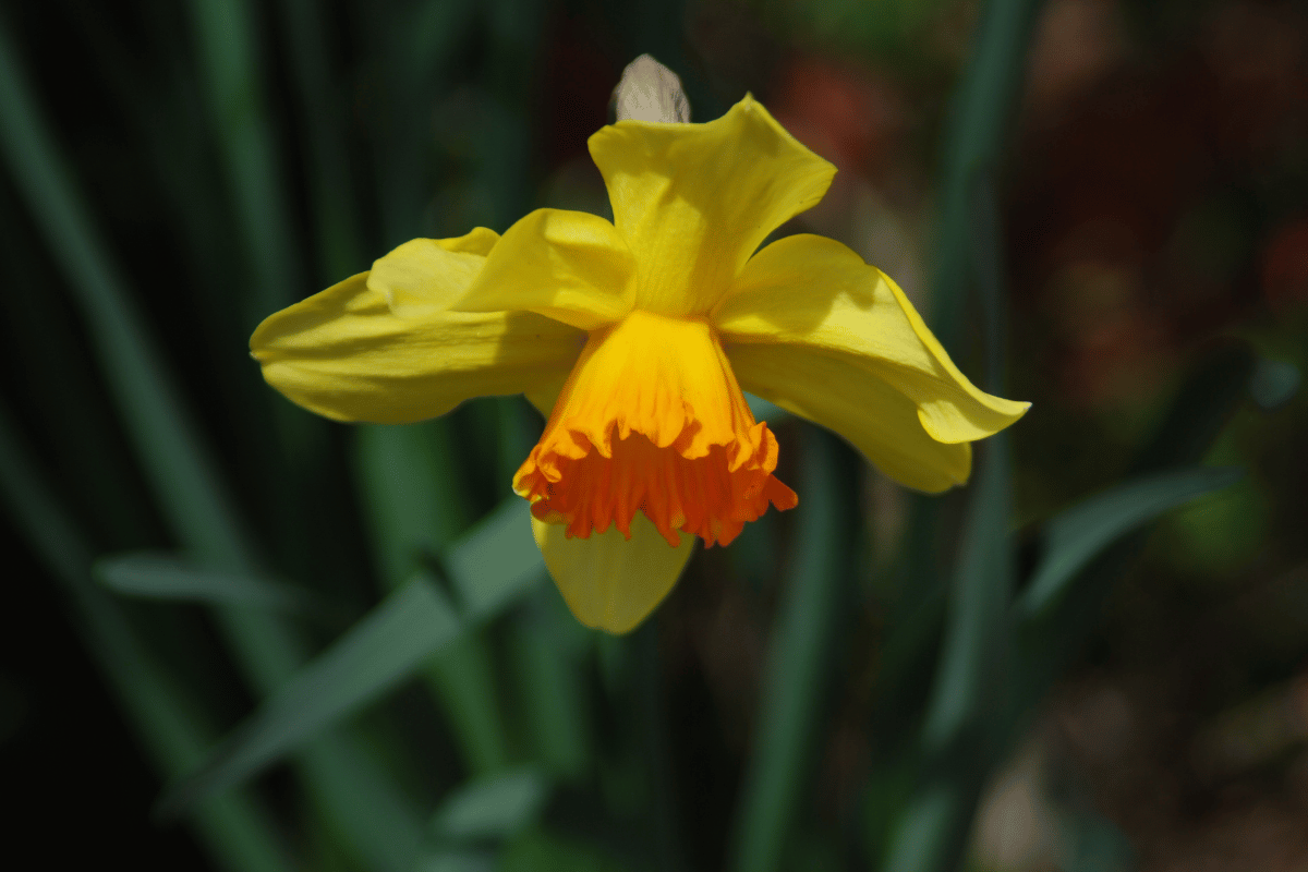 Trumpet daffodils.png